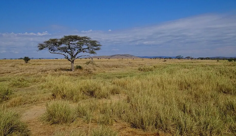 Paysage de savane du Serengeti en Tanzanie